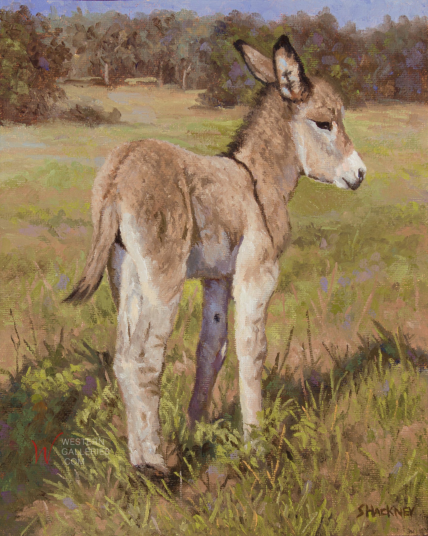 Baby Donkey | Prints