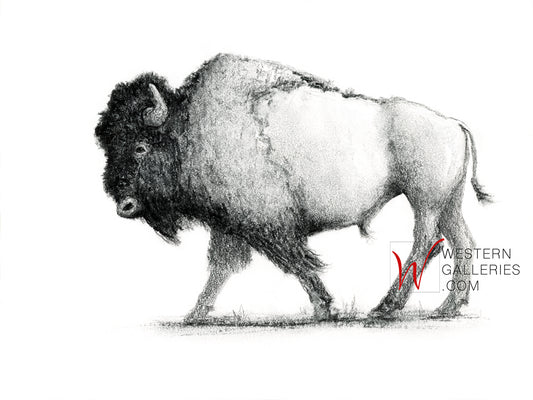Bison Walking