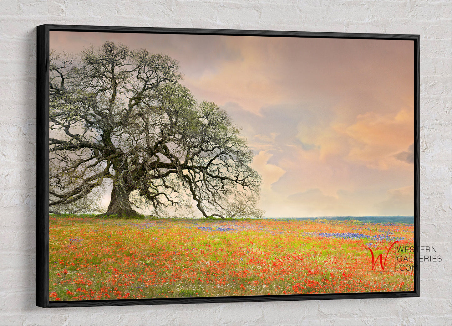 Giant Oak on Wildflower Hill