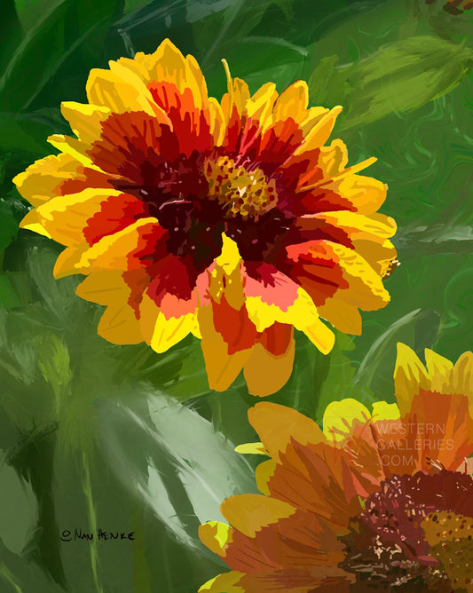 Indian Blanket Flowers