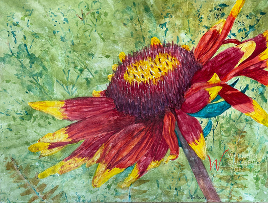 Blanket Flower
