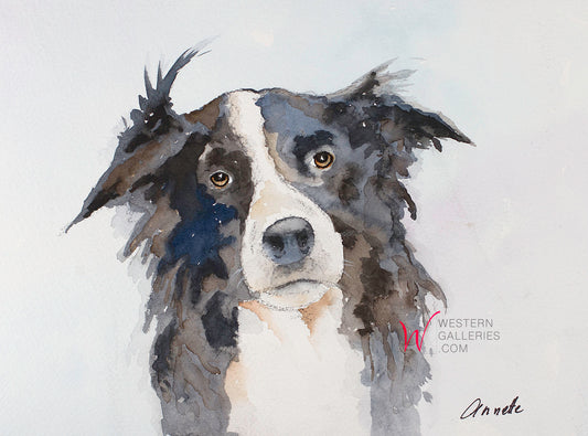 Border Collie