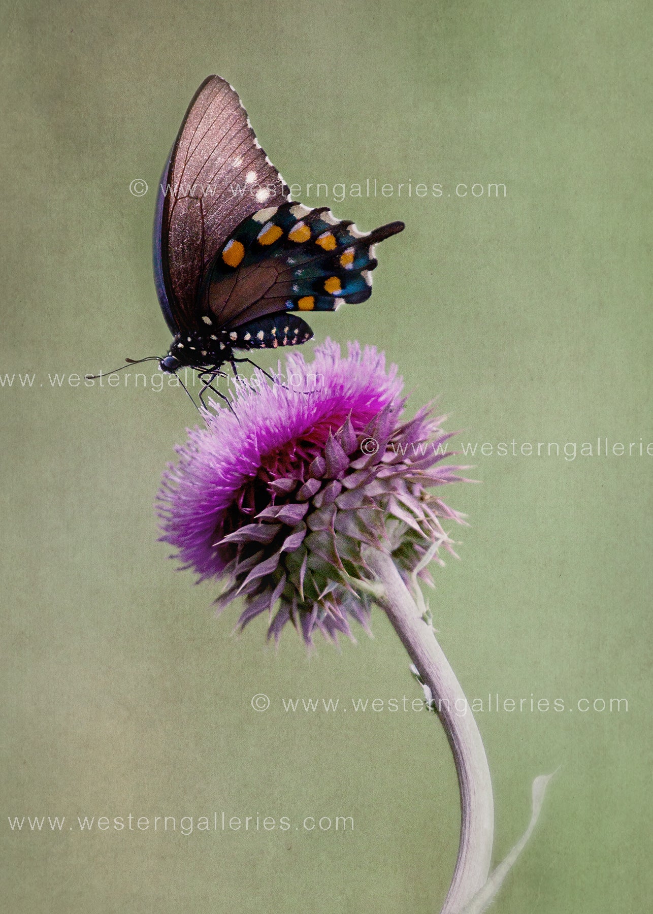 5x7 Cards: Thank You Butterfly & Thistle (options)