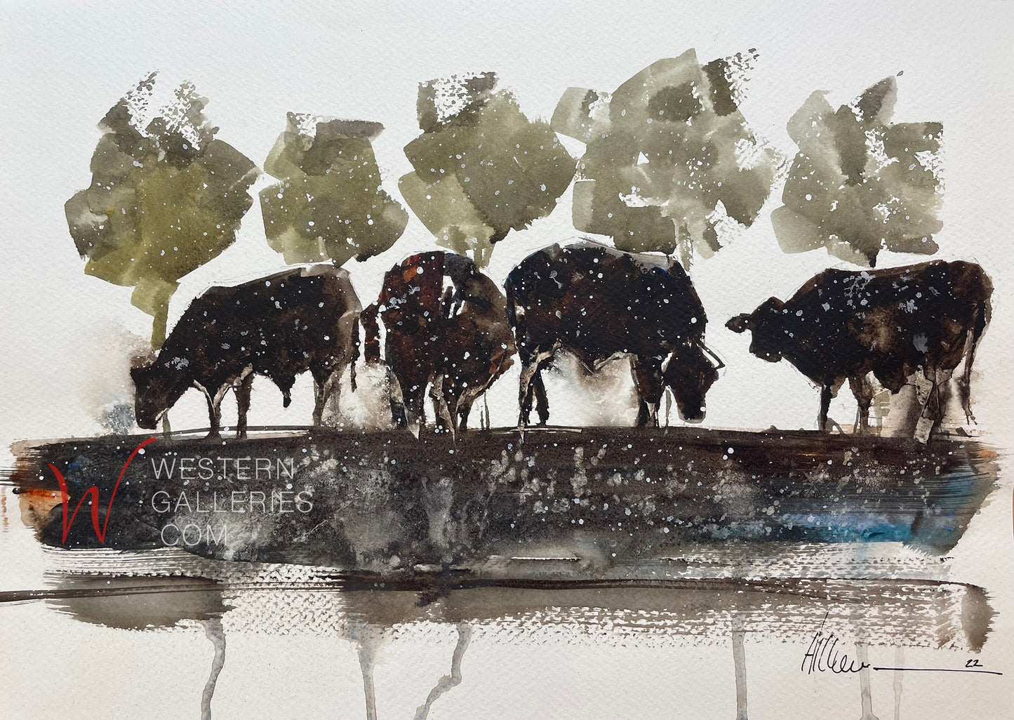 Cattle In Wales