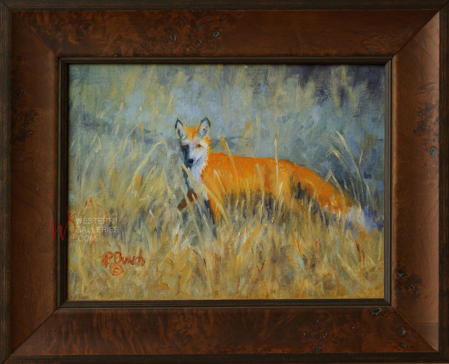 Curious Fox