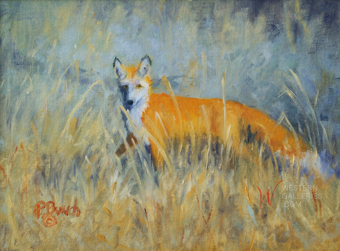 Curious Fox