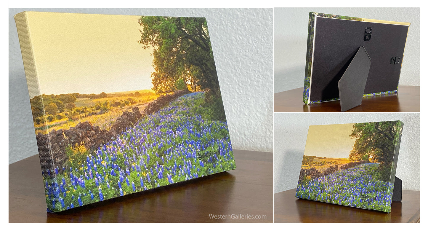 Rock Wall Bluebonnets
