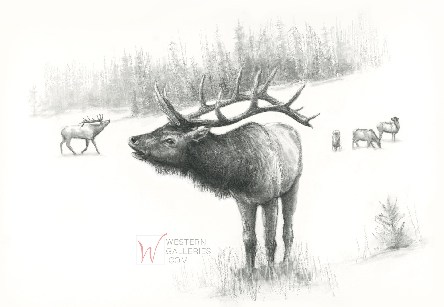 Bull elk bugling bugle mountain deer sporting wildlife art pencil drawing prints by © Kathy Weigand. View available artworks at Western Galleries online Texas art gallery.