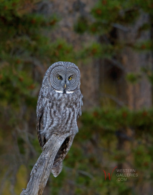 Great Grey Owl