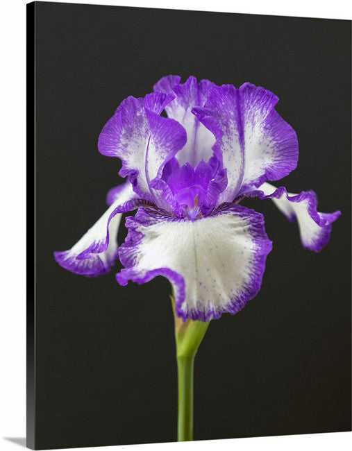 Iris Still Life (color)