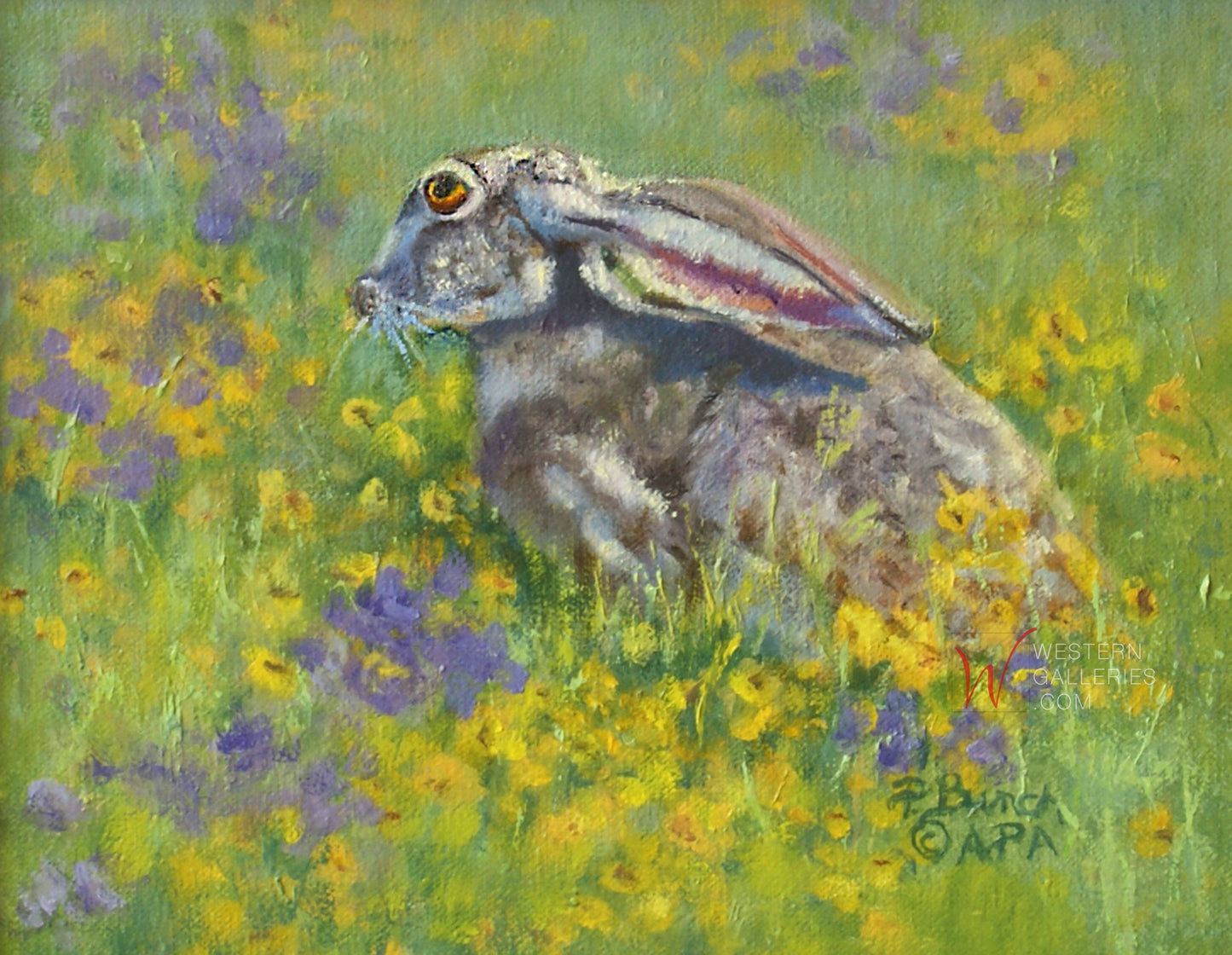 Texas Spring Jackrabbit NEW