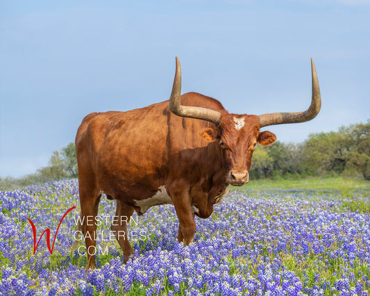 Longhorn in Bluebonnets