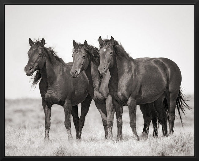 Wild Horses | McCullough Trio