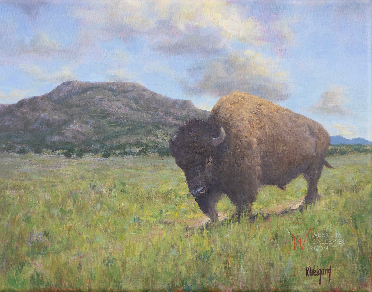 Mt Scott Bison