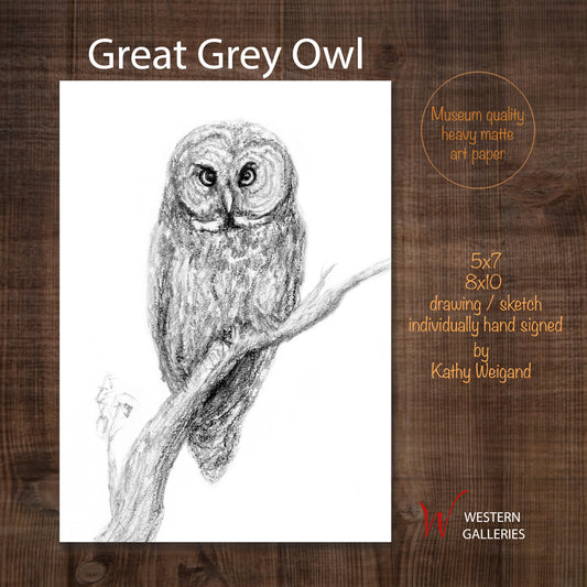 Great Grey Owl