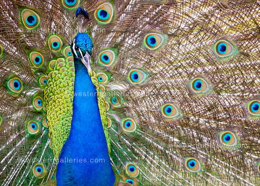 5x7 Cards:  Male Peacock