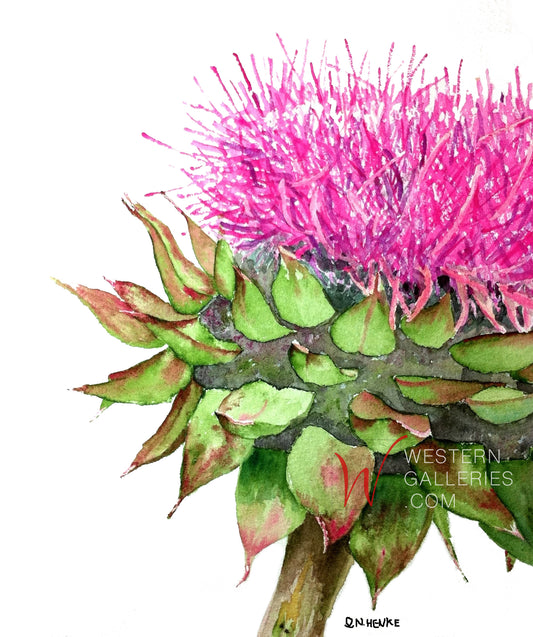 Pink Thistle