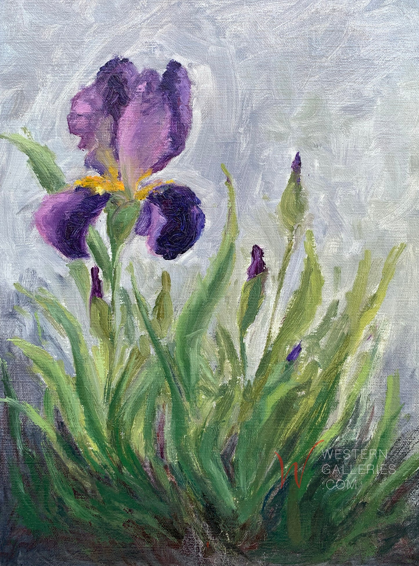 Rainy Day Iris