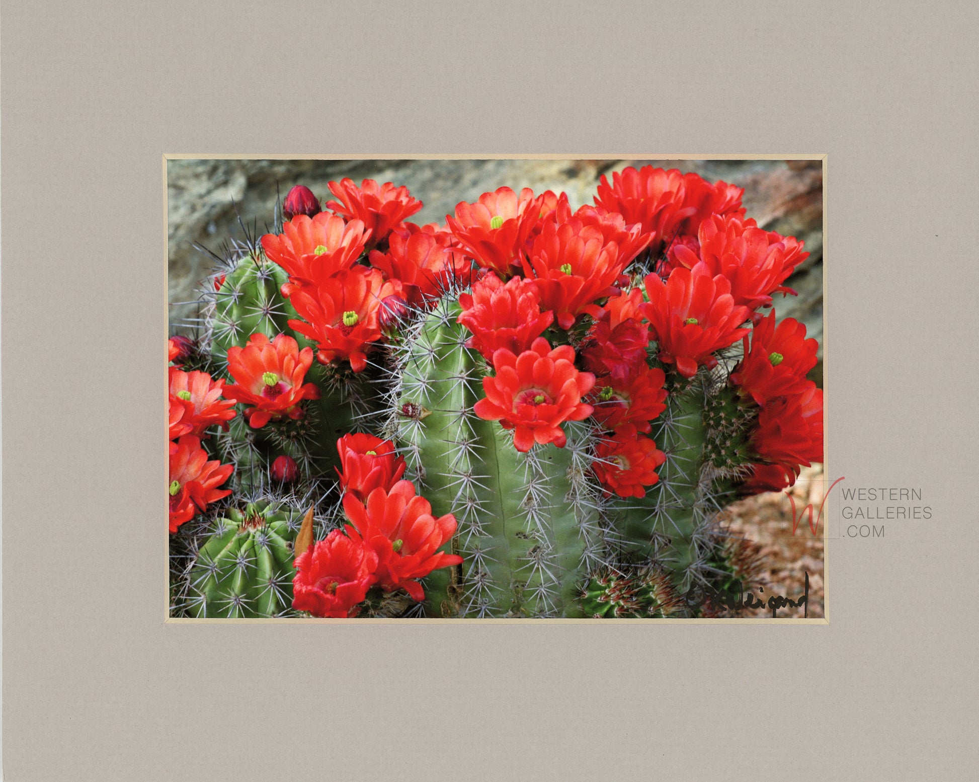 Texas Hill Country red cactus blooms signed wall print decor | Western Galleries