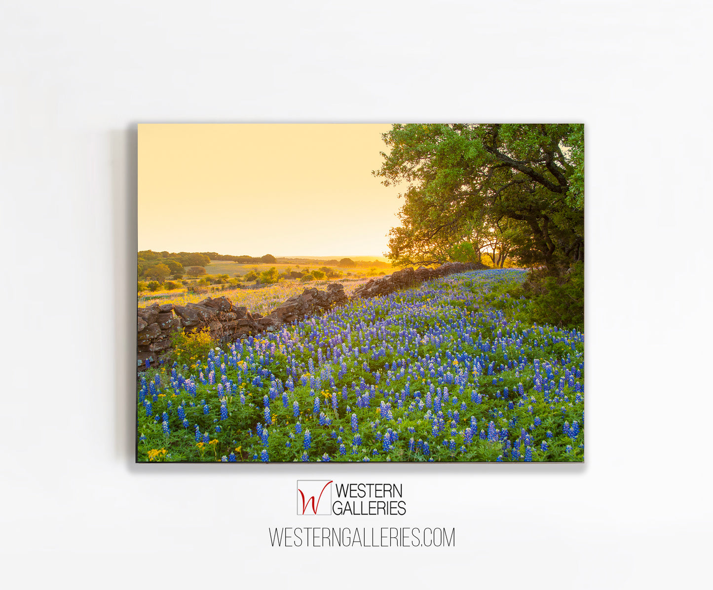 Rock Wall Bluebonnets