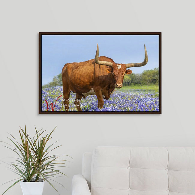 Longhorn in Bluebonnets