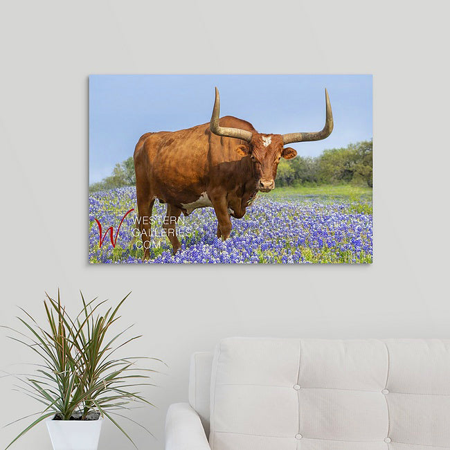 Longhorn in Bluebonnets