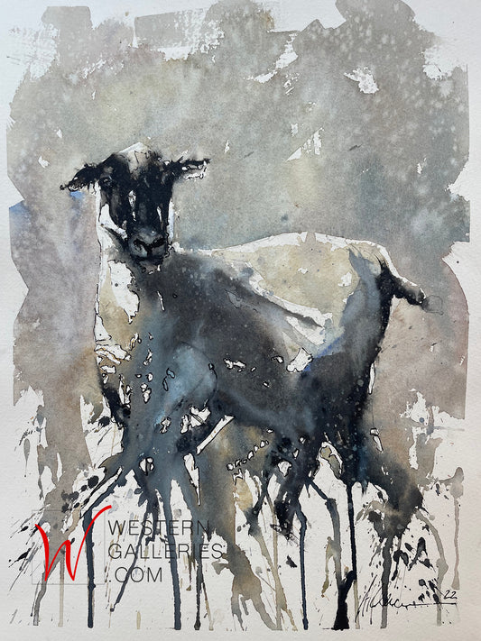 Sheep in Wales