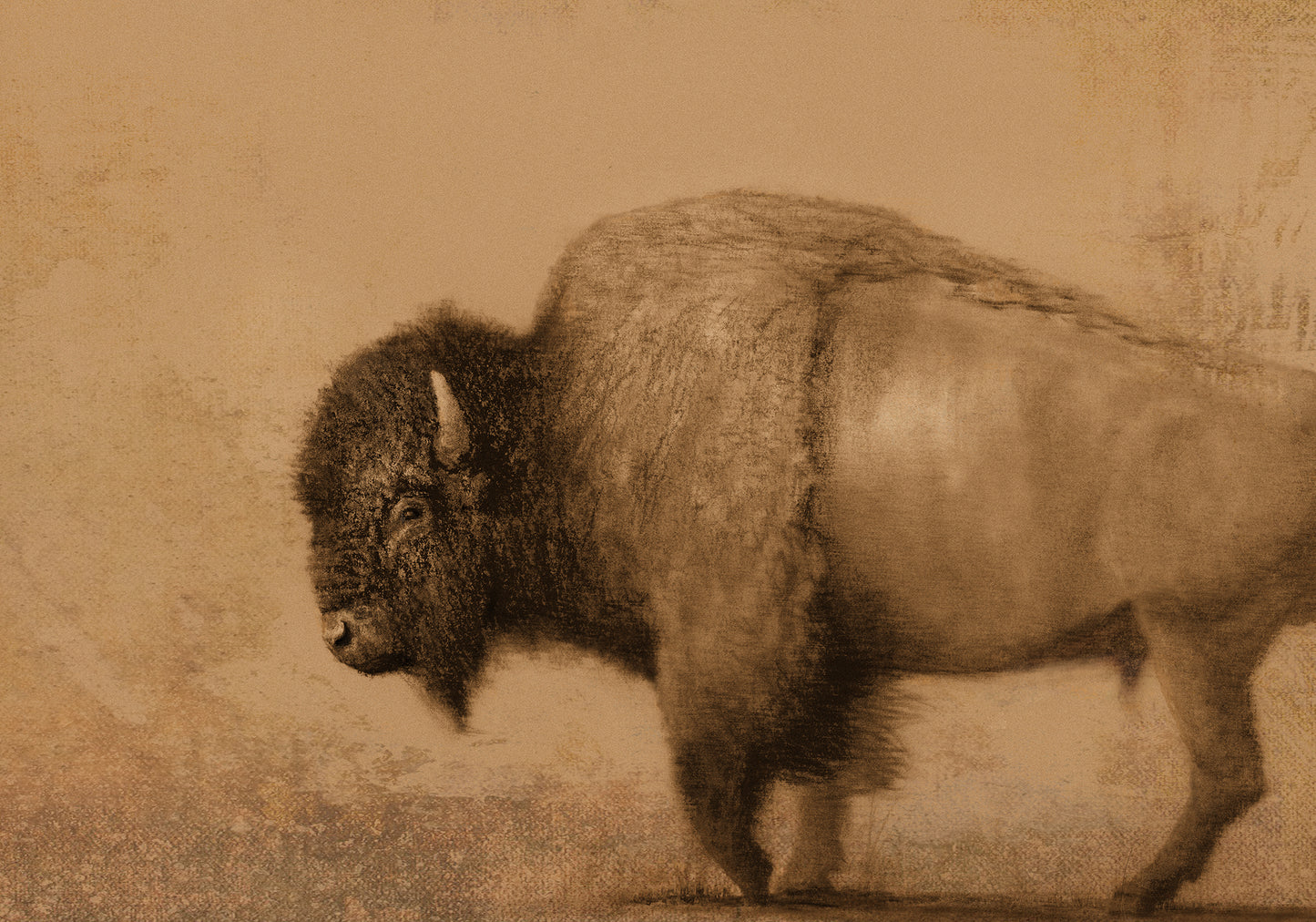 Slough Creek Bison