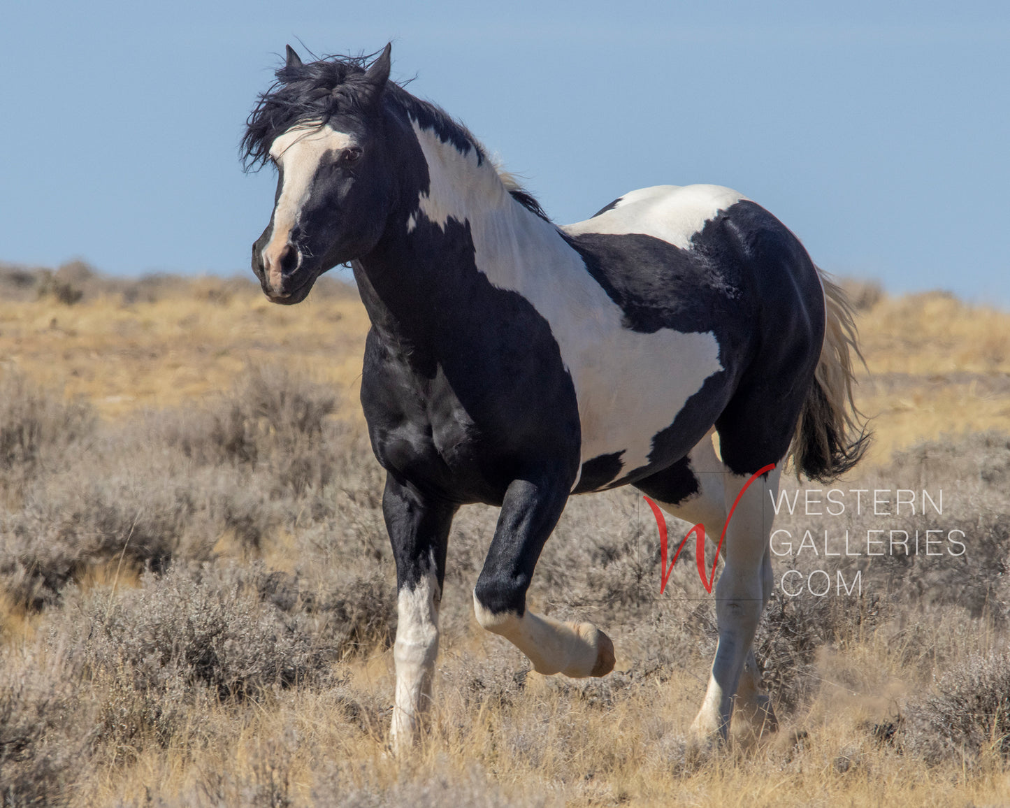 Wild Horses | Washakie Trotting By (Color, B&W Options)