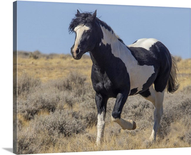Wild Horses | Washakie Trotting By (Color, B&W Options)
