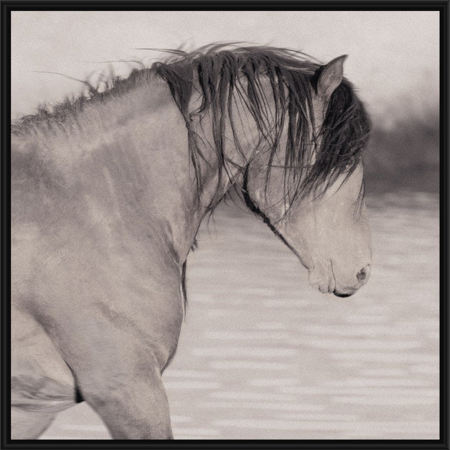 Wild Horses | Young McCullough Stallion
