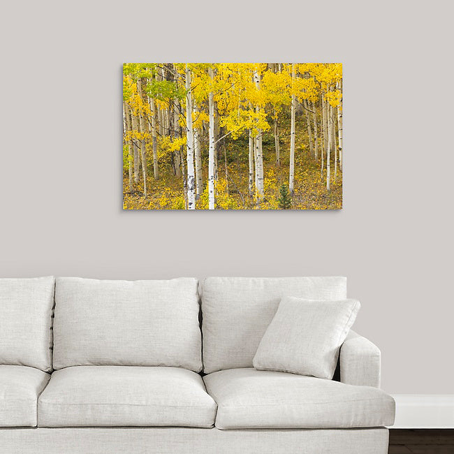Aspen Colors