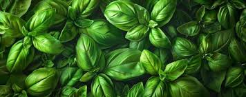Seeds: Basil