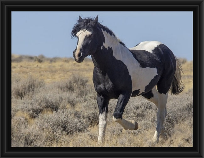 Wild Horses | Washakie Trotting By (Color, B&W Options)
