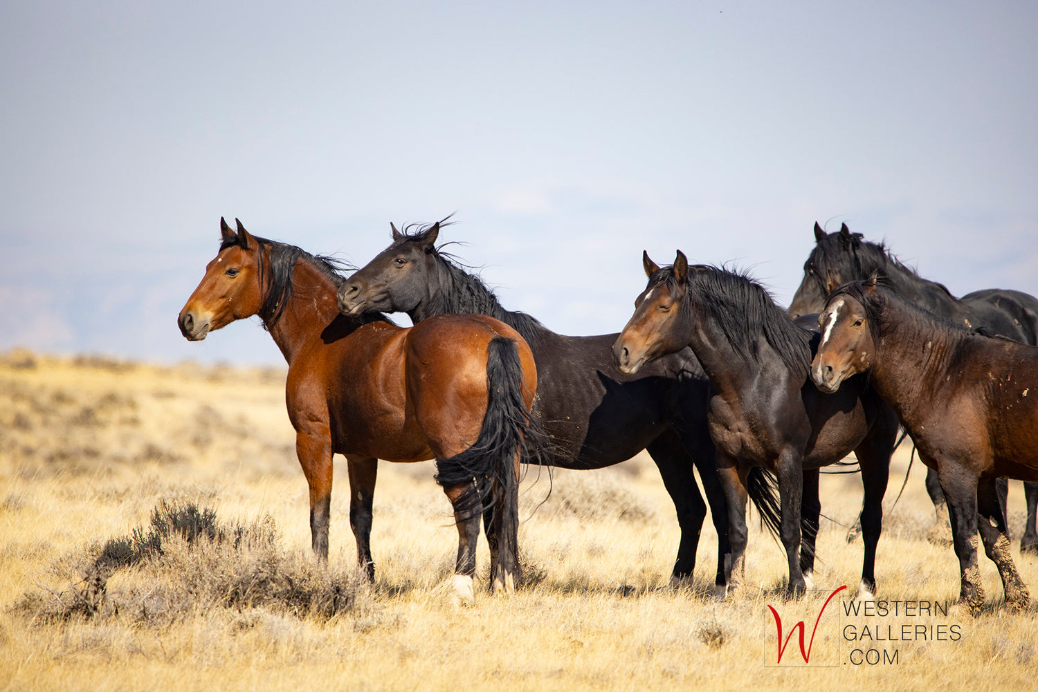 wild horse art & partial proceeds are donated to keep America's Wild Horses