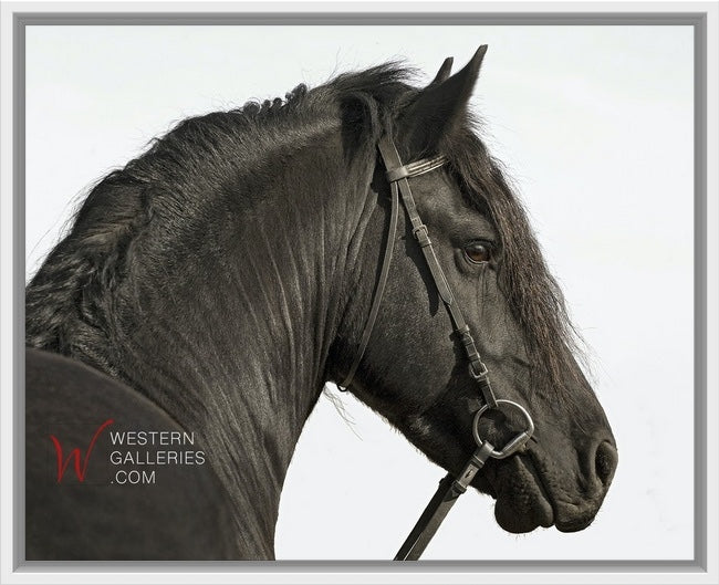 Friesian Stallion Portrait