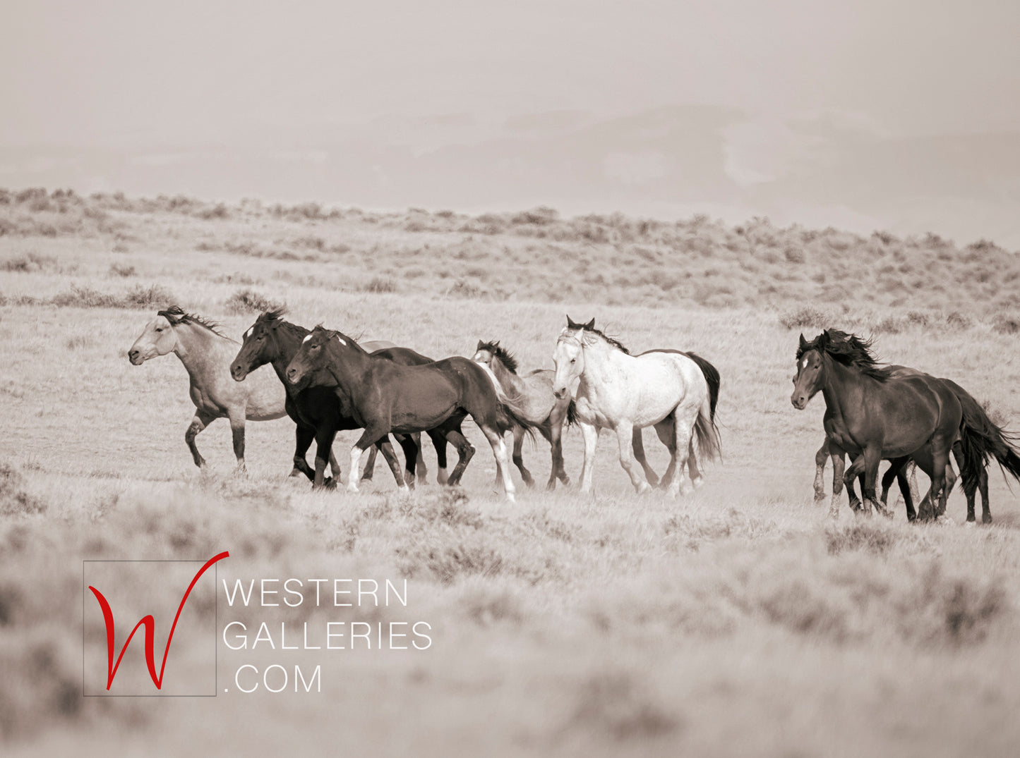 Wild Horses | McCullough Family Group Trotting