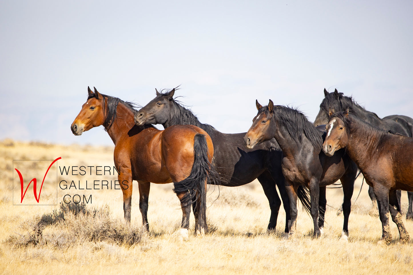 Wild Horses | McCullough Brown Family