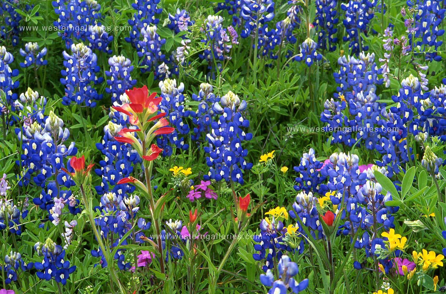 5x7 Cards: Thank You Texas Bluebonnets & Wildflowers