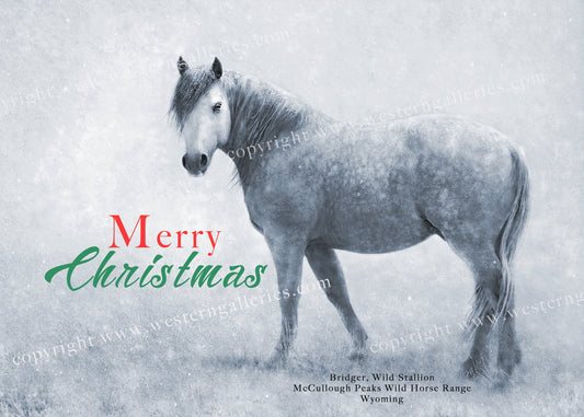 Merry Christmas Bridger Wild Stallion  5x7 Note Cards (options)