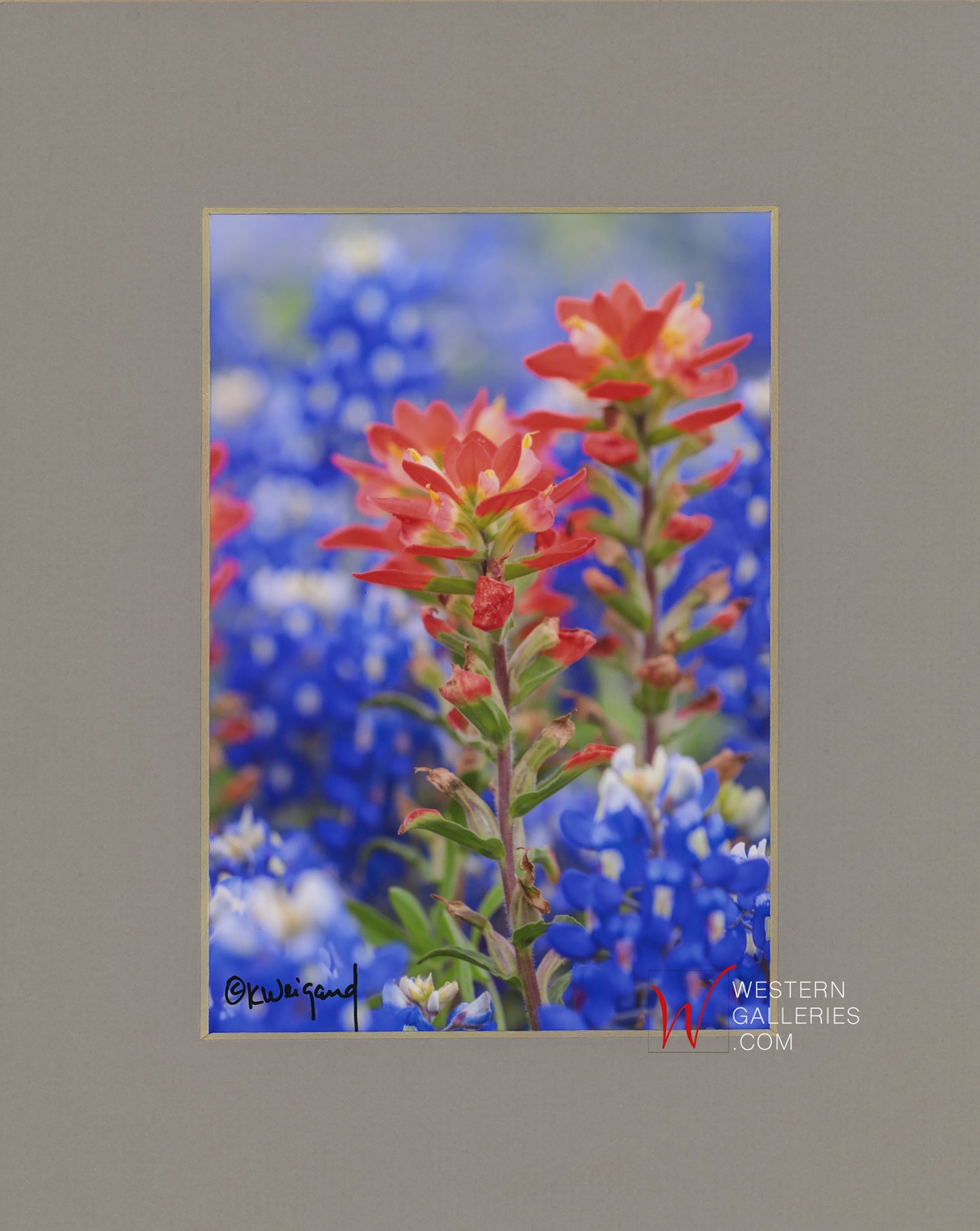 Ennis Tx Paintbrush & Bluebonnets
