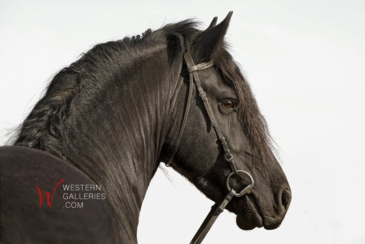 Friesian Stallion Portrait