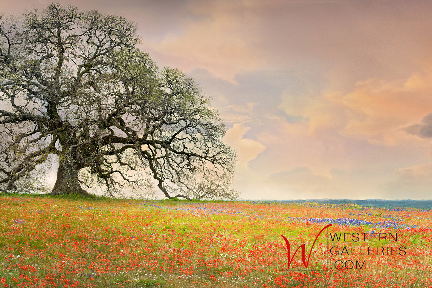 Giant Oak on Wildflower Hill