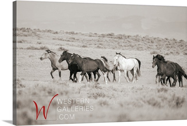 Wild Horses | McCullough Family Group Trotting