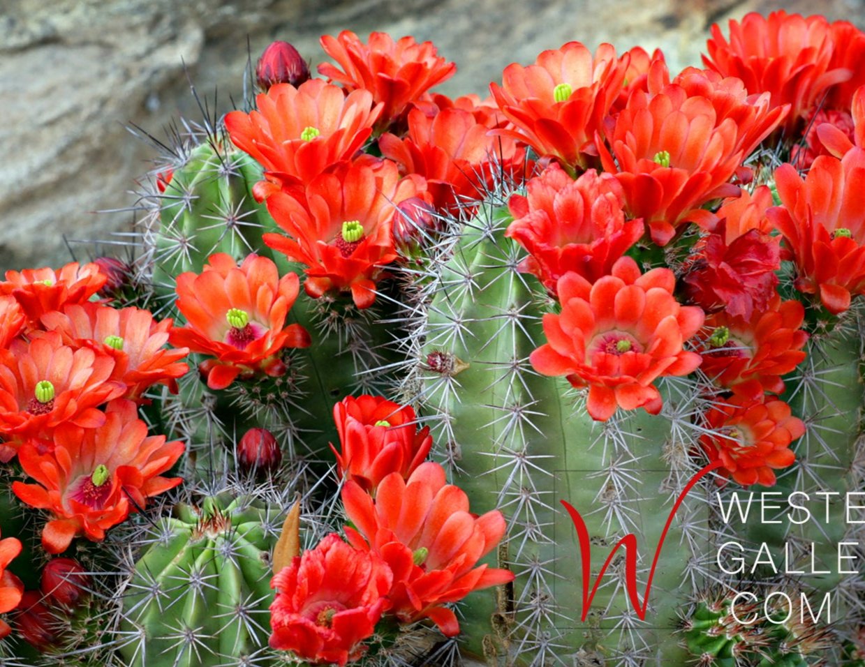 Red Cactus Blooms