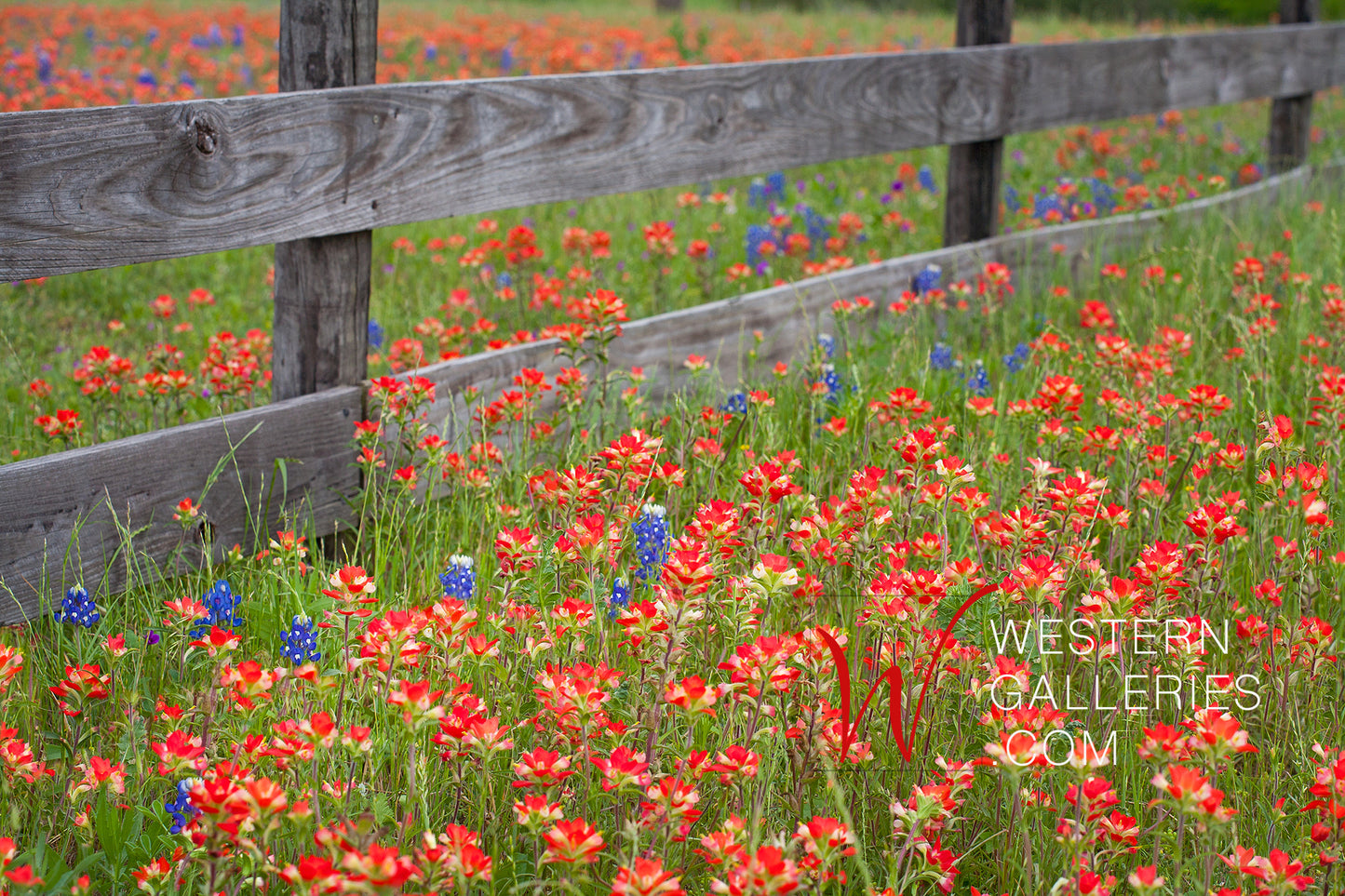 Red Fenceline