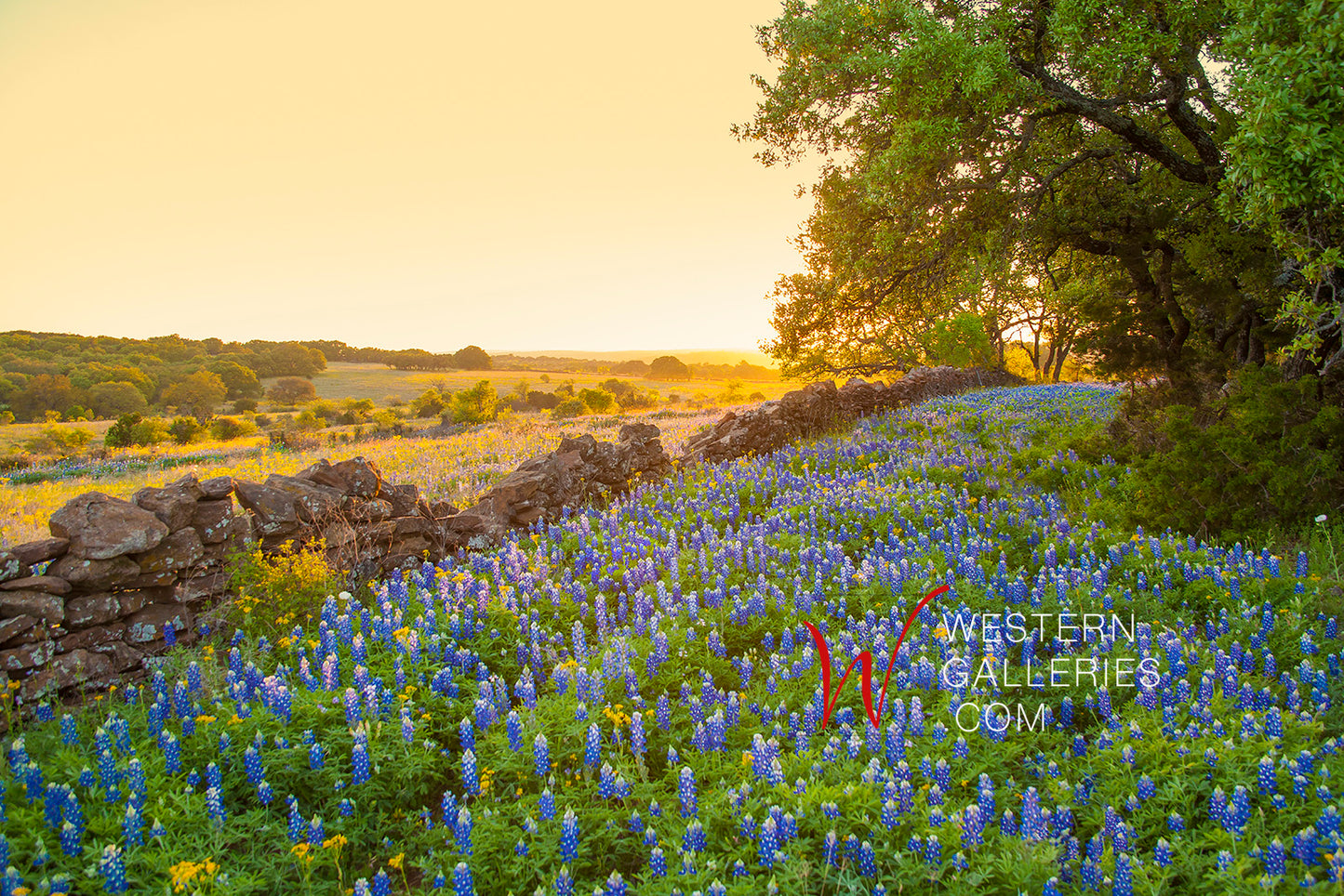 Rock Wall Bluebonnets