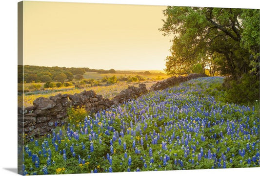 Rock Wall Bluebonnets