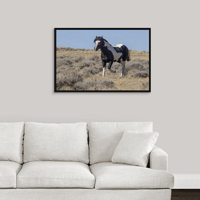 Wild Horses | Washakie #1 Black & White Paint Stallion Trotting By