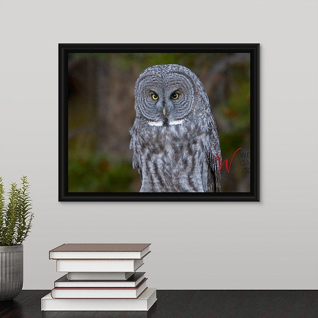 Phantom of the Forest, Great Grey Owl